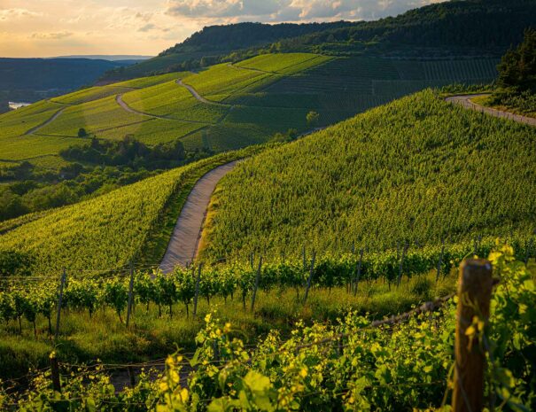bella-vista-di-un-vigneto-immerso-nel-verde-delle-colline-al-tramonto