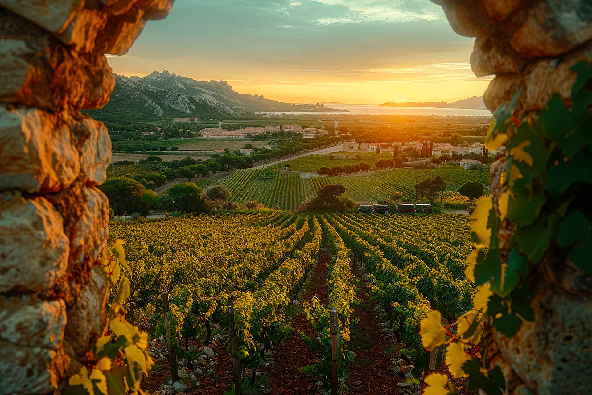 paesaggio-di-vigneti-con-natura-e-vite