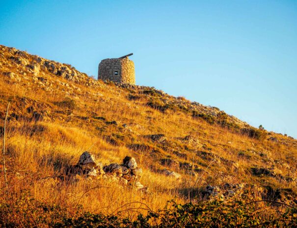 primo-piano-di-un-campo-giallo-dorato-con-cielo-azzurro-chiaro